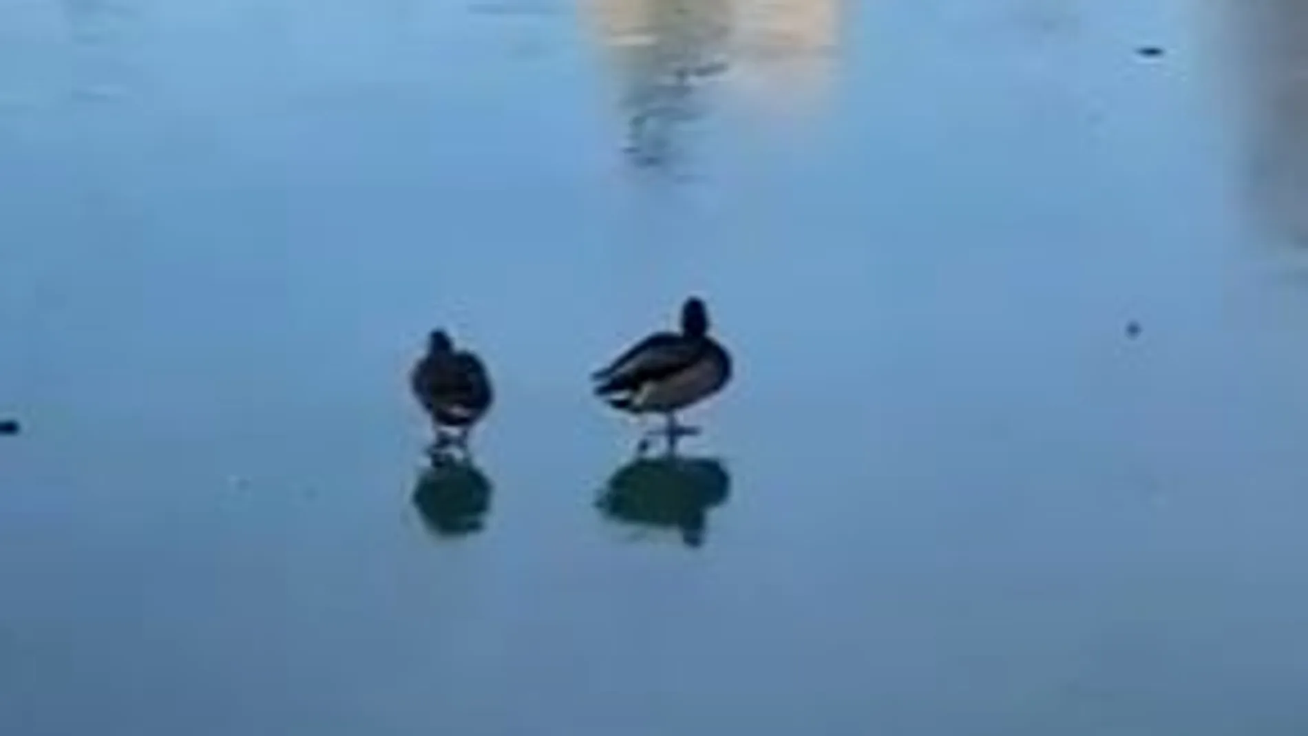 Patos caminando por el estanque del Retiro de Madrid
