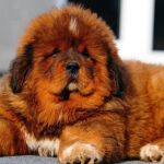 Mastín tibetano