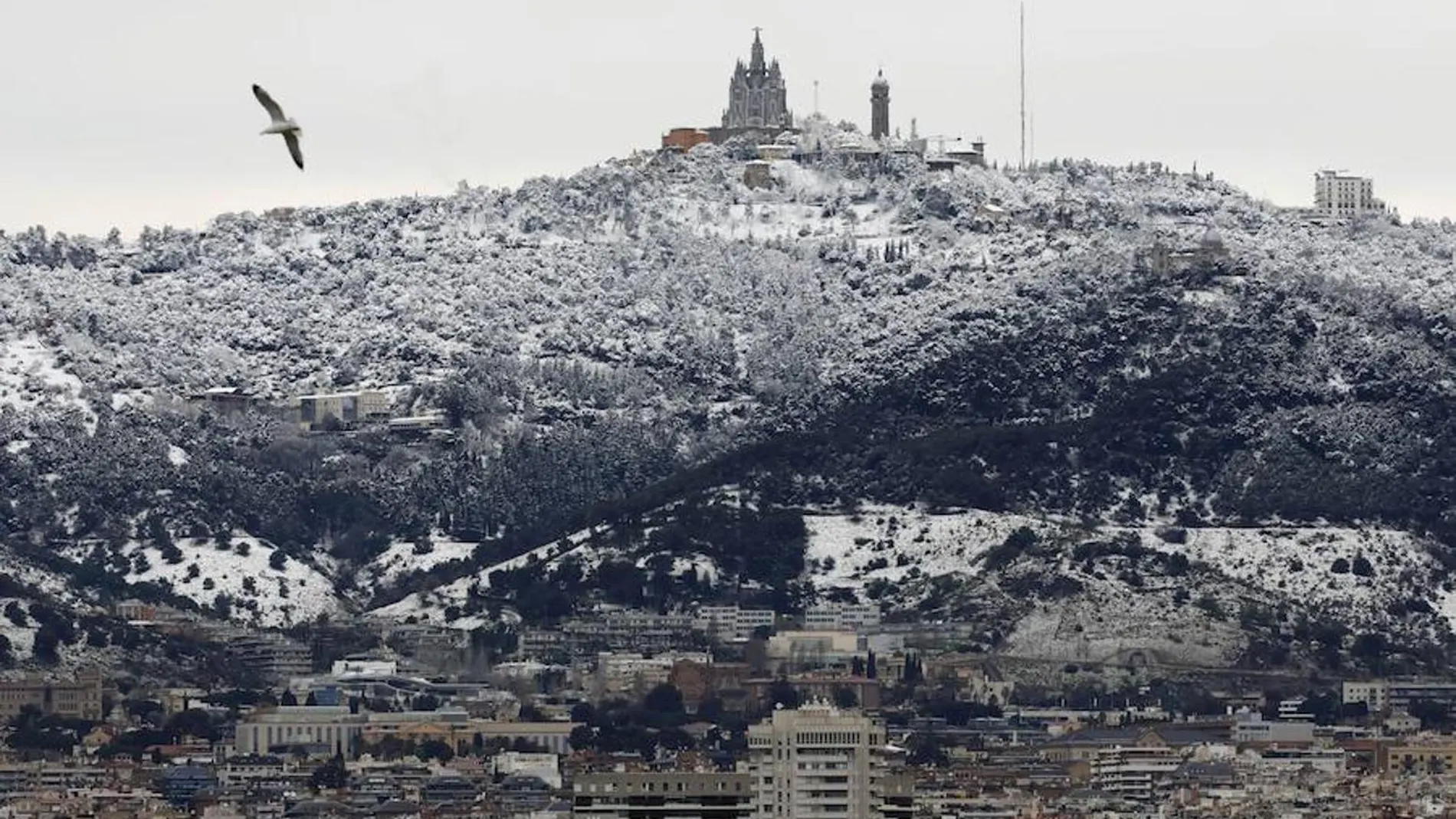 Collserola nevada