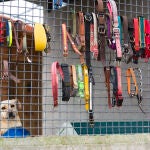 Centro de acogida canina en la localidad segoviana de El Espinar