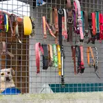 Centro de acogida canina en la localidad segoviana de El Espinar