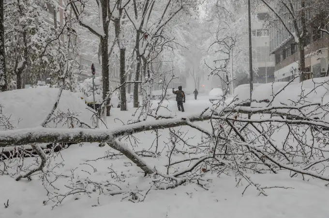 Los ingenieros de Montes advierten del peligro de caída de ramas y árboles por el peso de la nieve