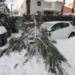 Un árbol caído sobre un coche debido a las nevadas ocasionadas por la borrasca &quot;Filomena&quot;