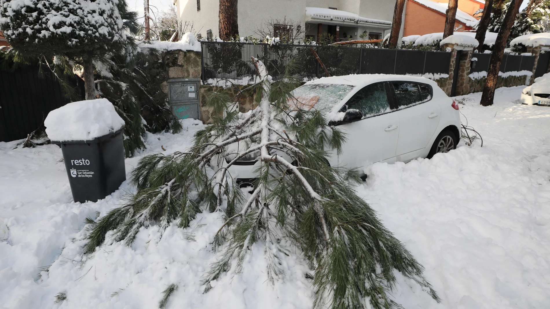 Un árbol caído sobre un coche debido a las nevadas ocasionadas por la borrasca "Filomena"