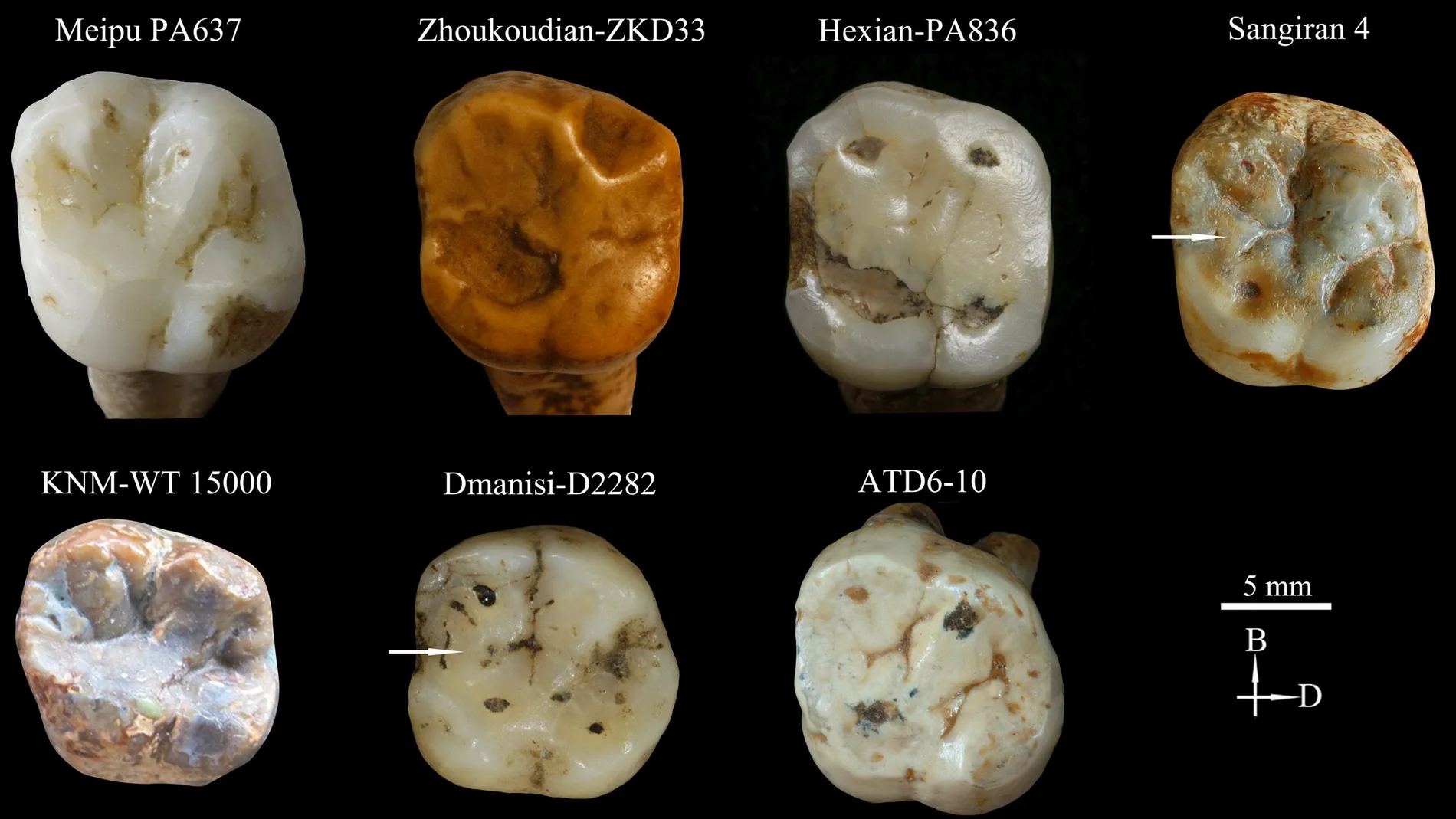 Dientes de Meipu, unos de los pocos fósiles humanos que se conocen en China del Pleistoceno inferior tardío, aportan información sobre el poblamiento temprano de Asia continental
