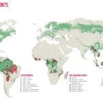 WWF alerta de que el mundo ha perdido a causa de la deforestación 43 millones de hectáreas en los últimos 13 años, el equivalente a la superficie de California (Estados Unidos).