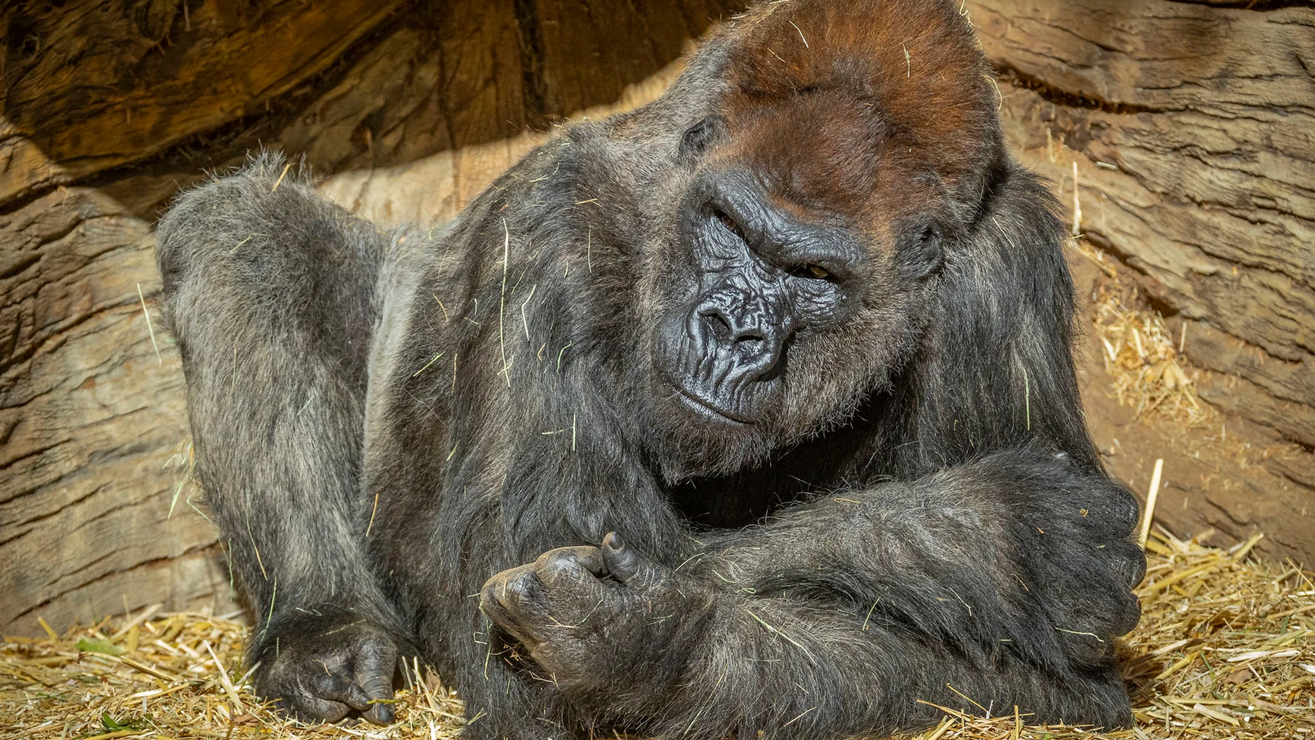 Imagen de uno de los gorilas de San diego infectado con Coronavirus