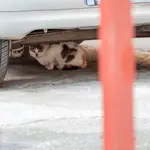 Un gato debajo de un coche