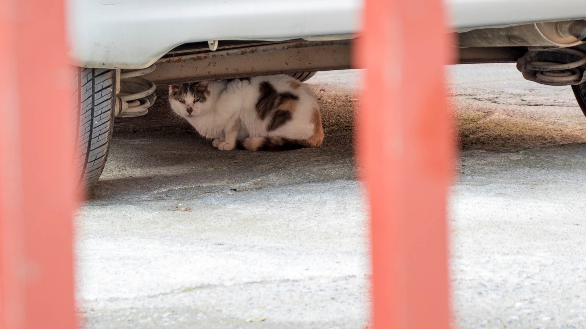 Un gato debajo de un coche