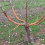 Daños de los conejos en árboles frutales