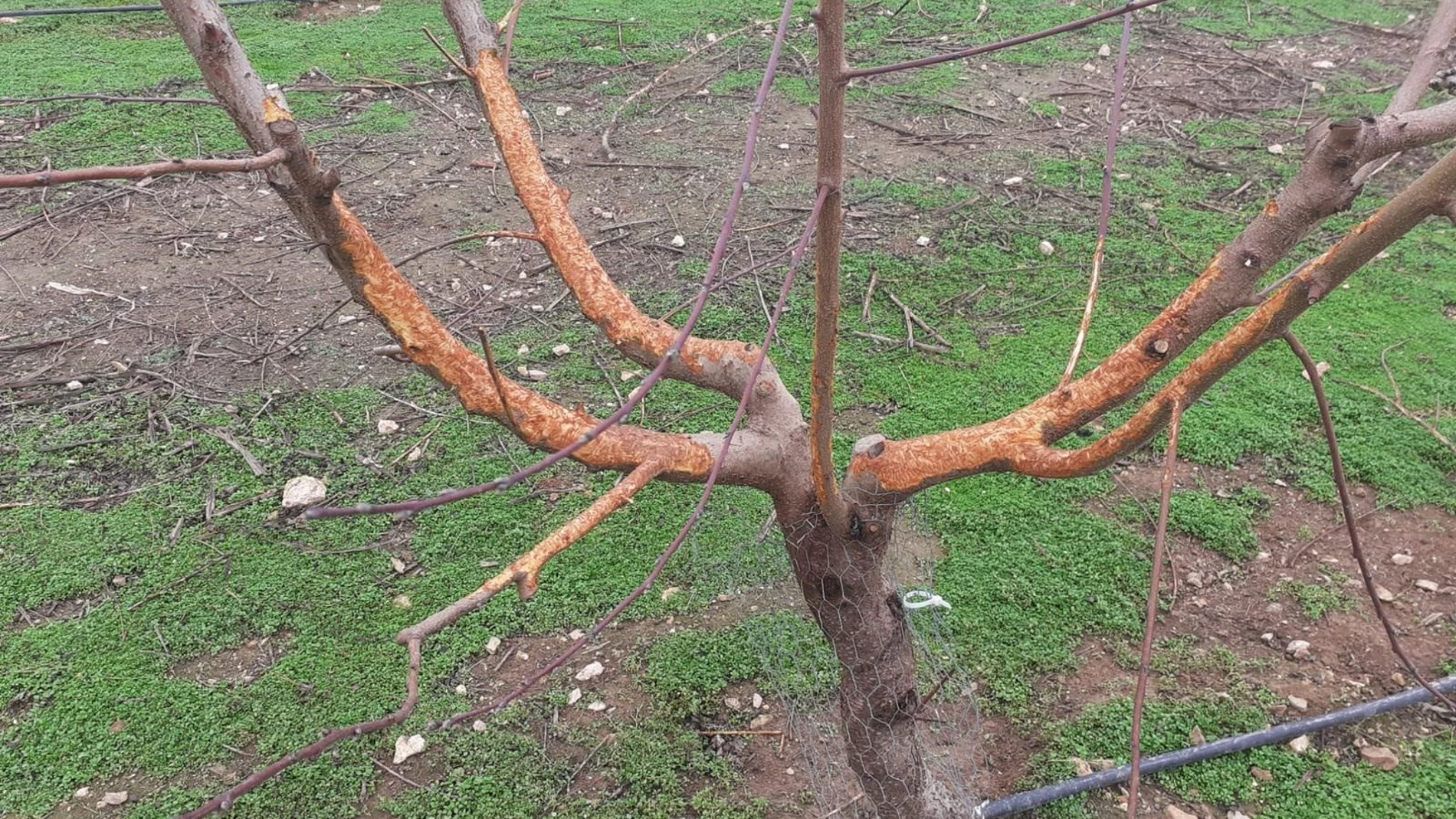 Daños de los conejos en árboles frutales