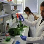 Investigadores del Imida demuestran un efecto antiinflamatorio y antioxidante en las hojas de morera