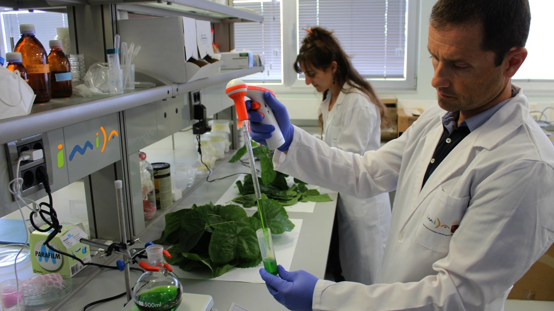 Investigadores del Imida demuestran un efecto antiinflamatorio y antioxidante en las hojas de morera