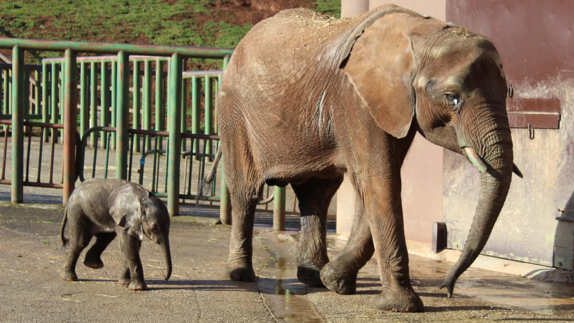 Una elefanta y su cría en una zona acotada del Parque de la Naturaleza de Cabárceno