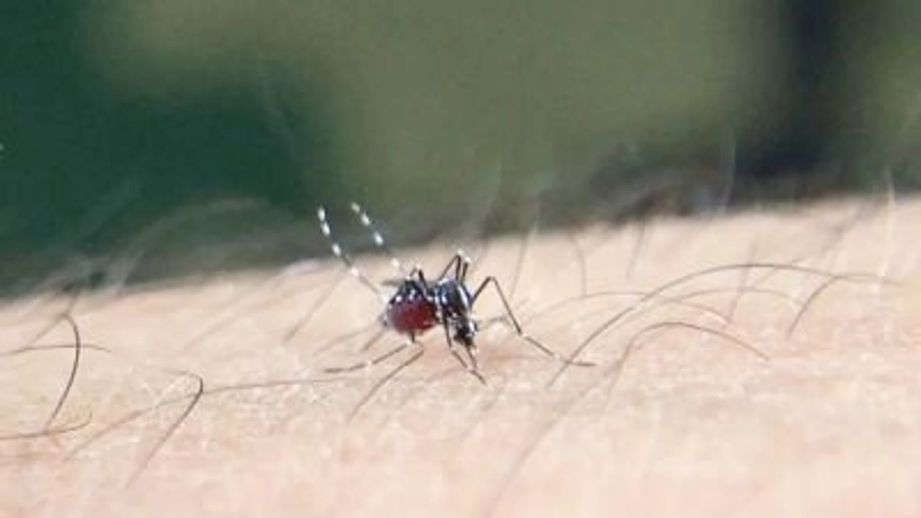 Mosquito tigre asiático (Aedes albopictus) congestionado de sangre tomando su sangre en un brazo humano.