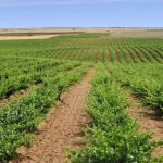 Viñas de la D.O. Tierra del Vino de Zamora