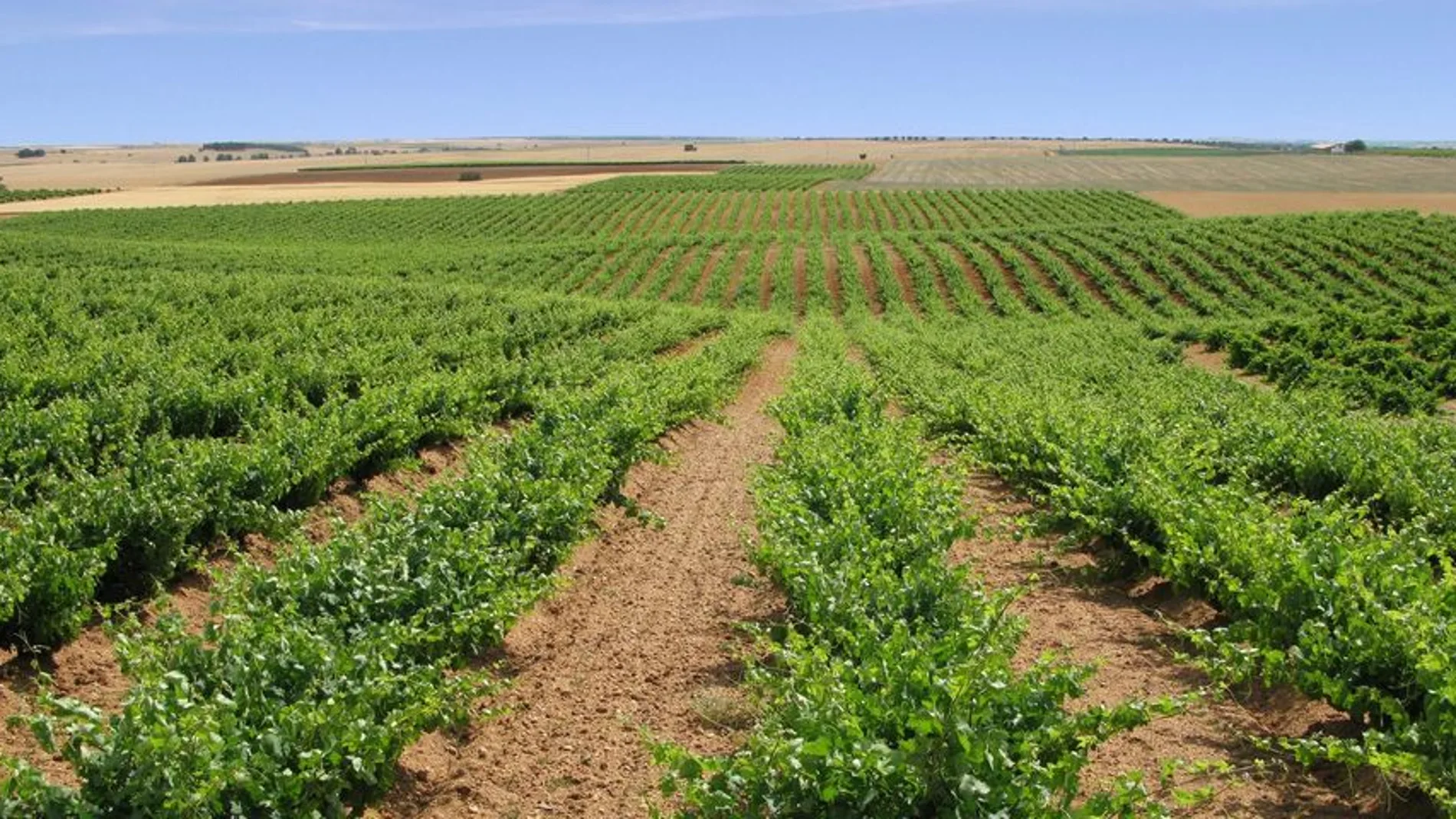 Viñas de la D.O. Tierra del Vino de Zamora