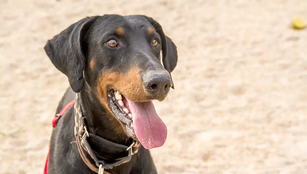 Perros de las protectoras de animales Proanbur y Napame y el Seprona