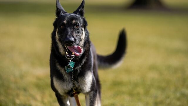 Major, uno de los perros de Joe y Jill Biden
