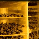 La Guardia Civil se ha incautada de 1,5 toneladas de cogollos de marihuana. En la imagen, uno de los "secaderos" de los productores