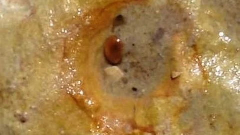Una de las huellas de pisadas de neandertales halladas en Matalascañas