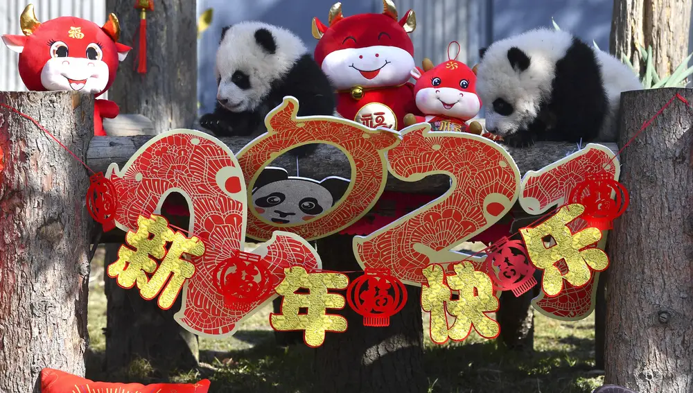 Pandas recién nacidos que han sido presentados con motivo del año nuevo chino, el año del buey, en Sichuan