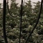 Laboratorio ilegal de marihuana.GUARDIA CIVIL03/02/2021