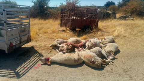 Último ataque de lobos a una explotación ganadera de Castilla y León