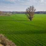 Imágen de cultivos a la vereda del Manzanares entre Perales del Rio y Vallecas.