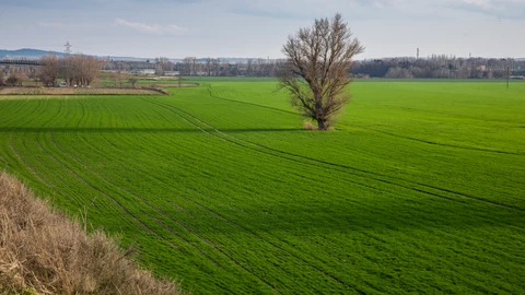 Imágen de cultivos a la vereda del Manzanares entre Perales del Rio y Vallecas.