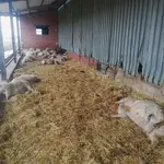 Ovejas muertas en un ataque de lobos que ha sufrido una explotación ganadera de ovino