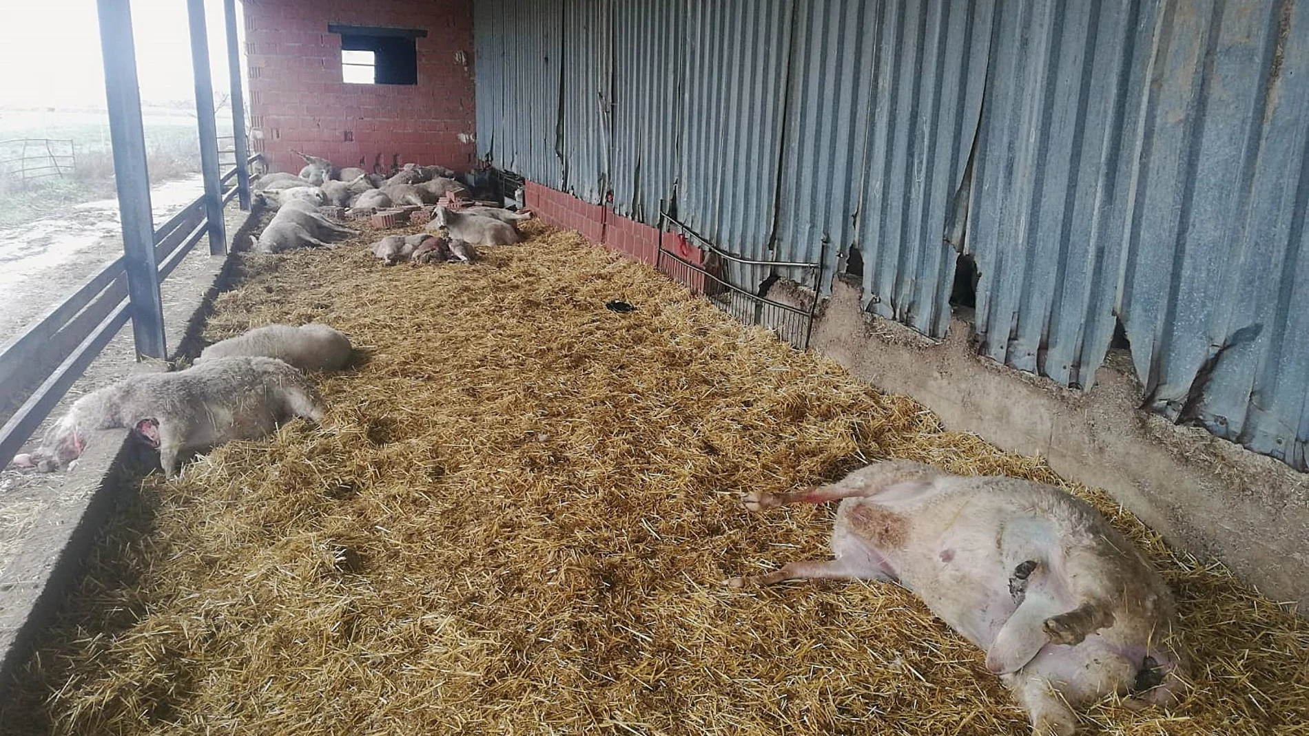 Ovejas muertas en un ataque de lobos que ha sufrido una explotación ganadera de ovino de la localidad zamorana de Villalons