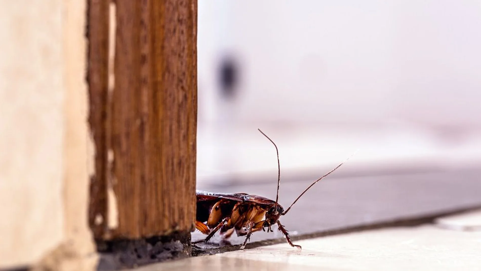 Es posible que una cucaracha espachurrada se convierta en alimento para su propia familia | Fuente: Pixabay