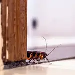Es posible que una cucaracha espachurrada se convierta en alimento para su propia familia | Fuente: Pixabay