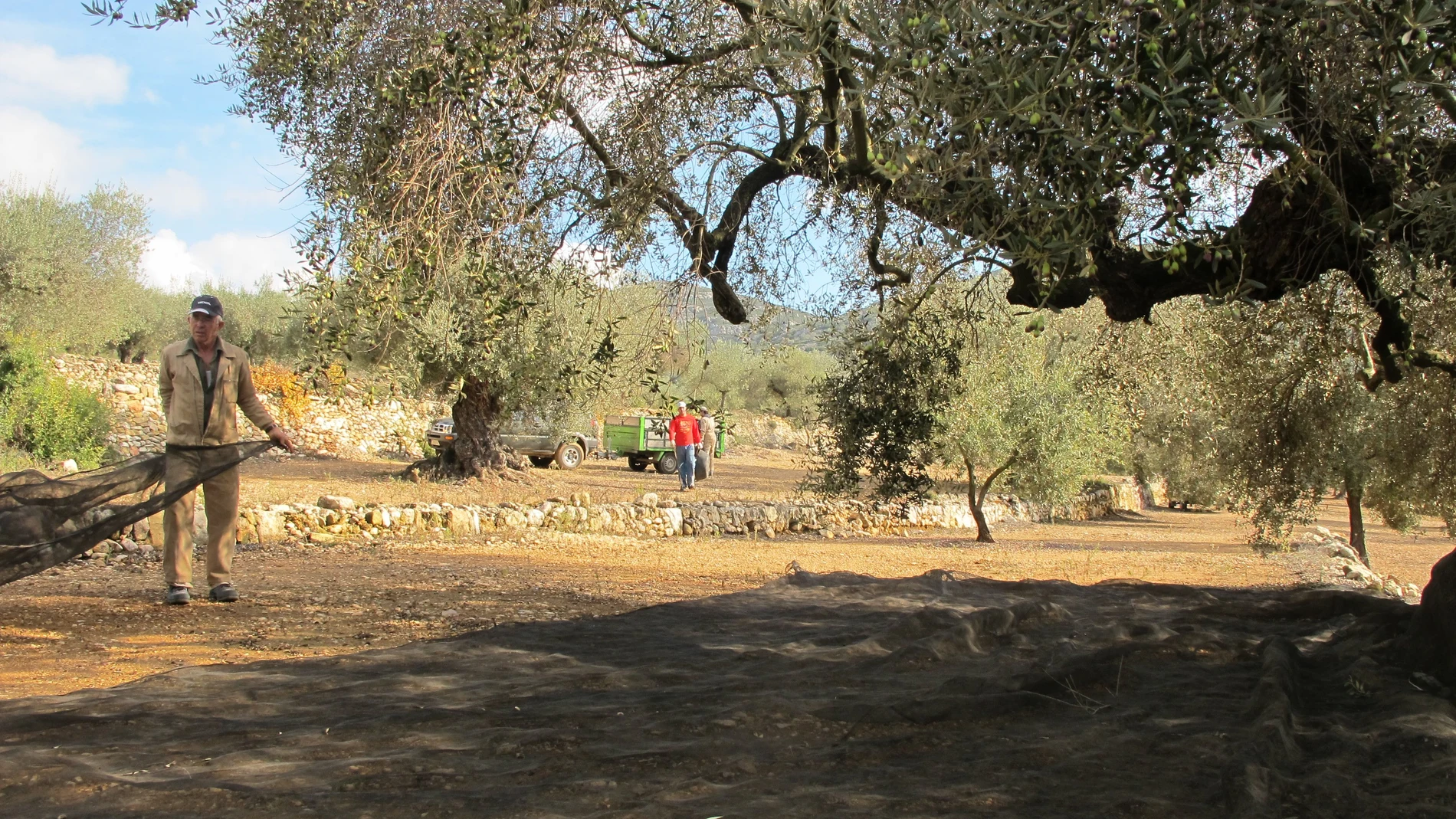 Campo de olivos