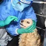 Foto facilitada por el gobierno metropolitano de Seul en el que un sanitario practica una PCR a un perro con síntomas covid