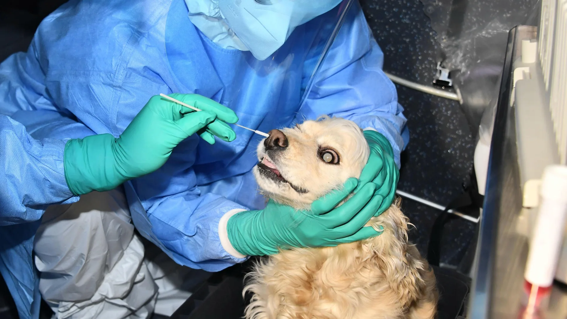 Foto facilitada por el gobierno metropolitano de Seul en el que un sanitario practica una PCR a un perro con síntomas covid