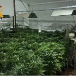 Una plantación ilegal de cannabis en EspañaGUARDIA CIVIL11/02/2021