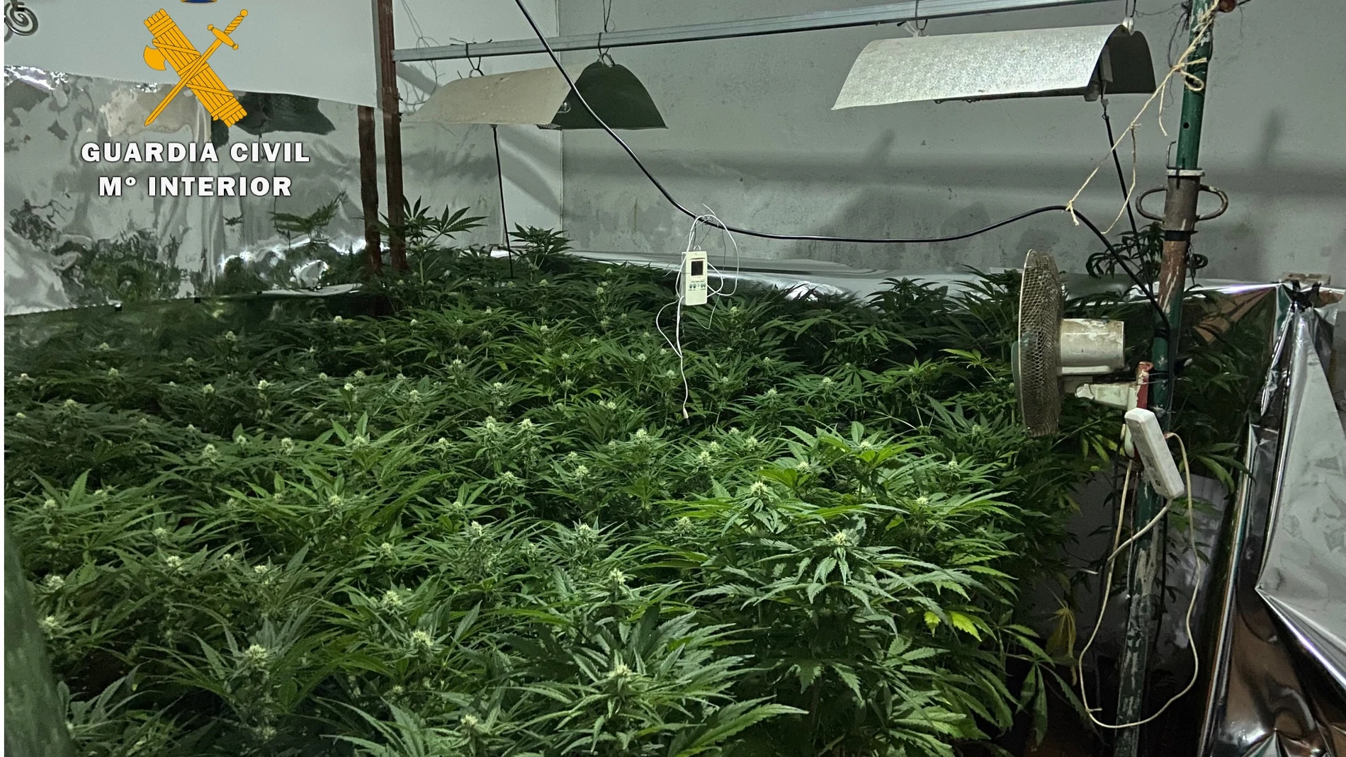 Una plantación ilegal de cannabis en EspañaGUARDIA CIVIL11/02/2021