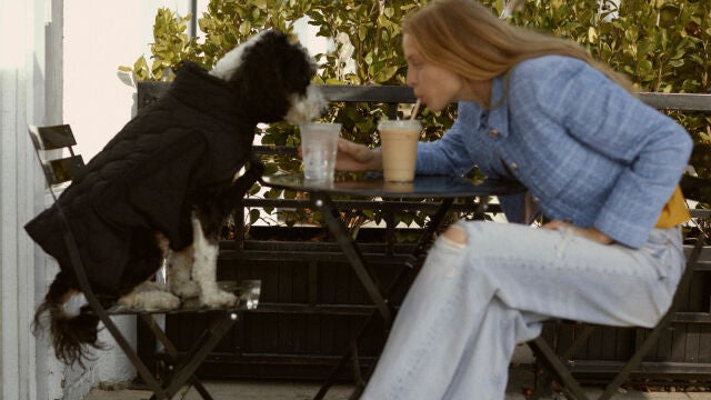 Zara lanza una colección para perros.