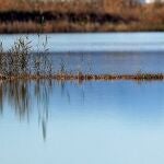 Una Garza Real busca alimento en uno de los campos de arroz cercano al parque natural de La Albufera de Valencia