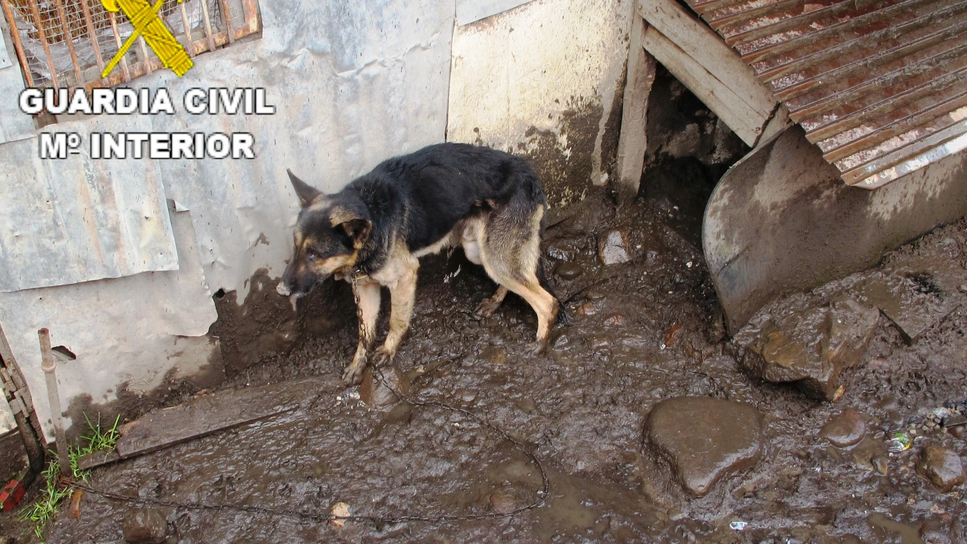 Dos investigados por tener dos perros abandonados, con heridas y desnutridos en Villablino (León)