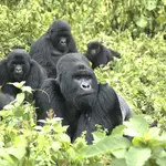 Una familia de gorilas de montaña en Virunga.