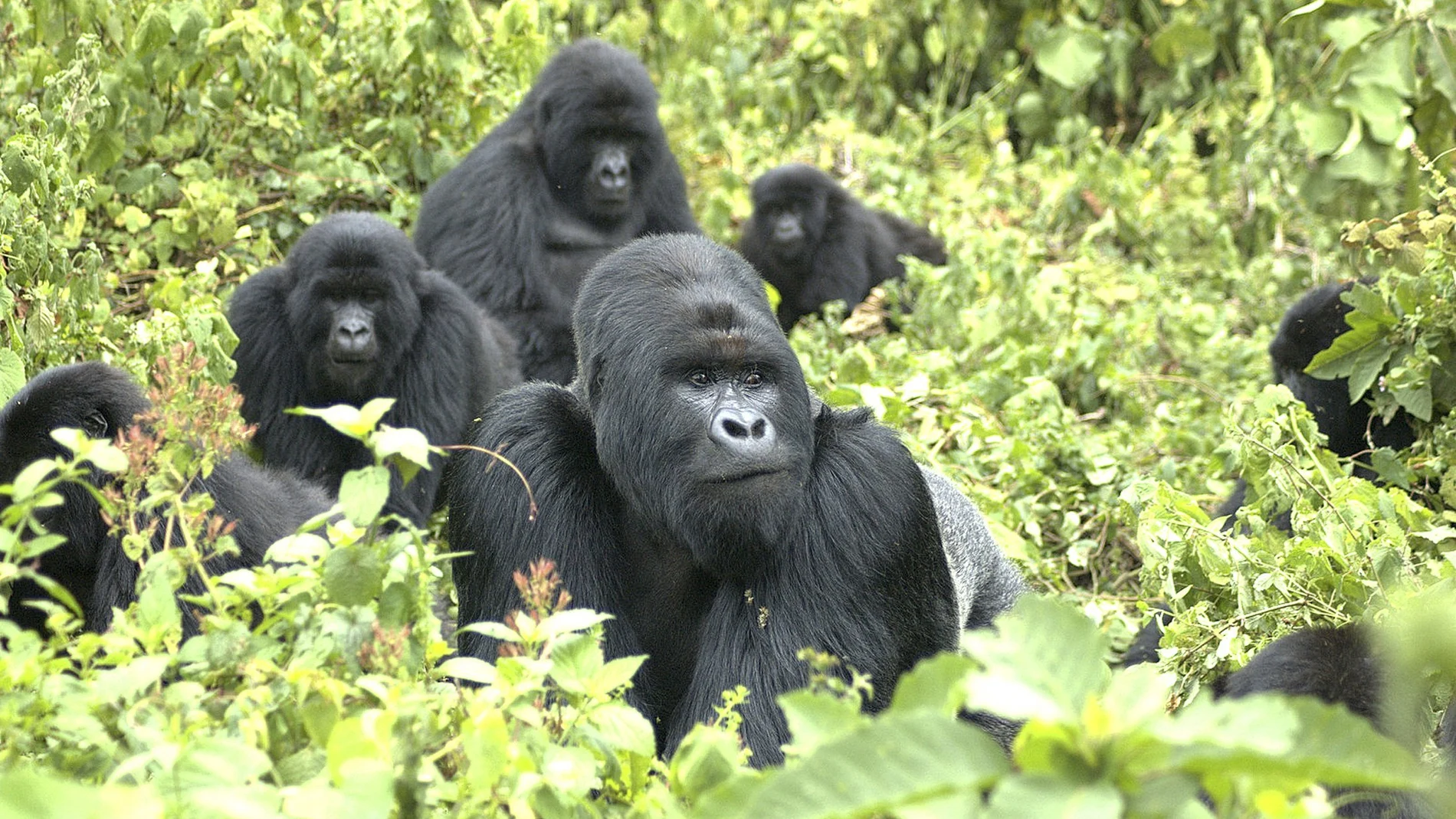 Una familia de gorilas de montaña en Virunga.