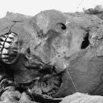 Fotografía de la momia, donde se perciben las heridas fatales de las que murió Seqenenra Taa