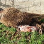 Imagen de archivo de dos becerros y una vaca muerte por un ataque de buitres en Salamanca
