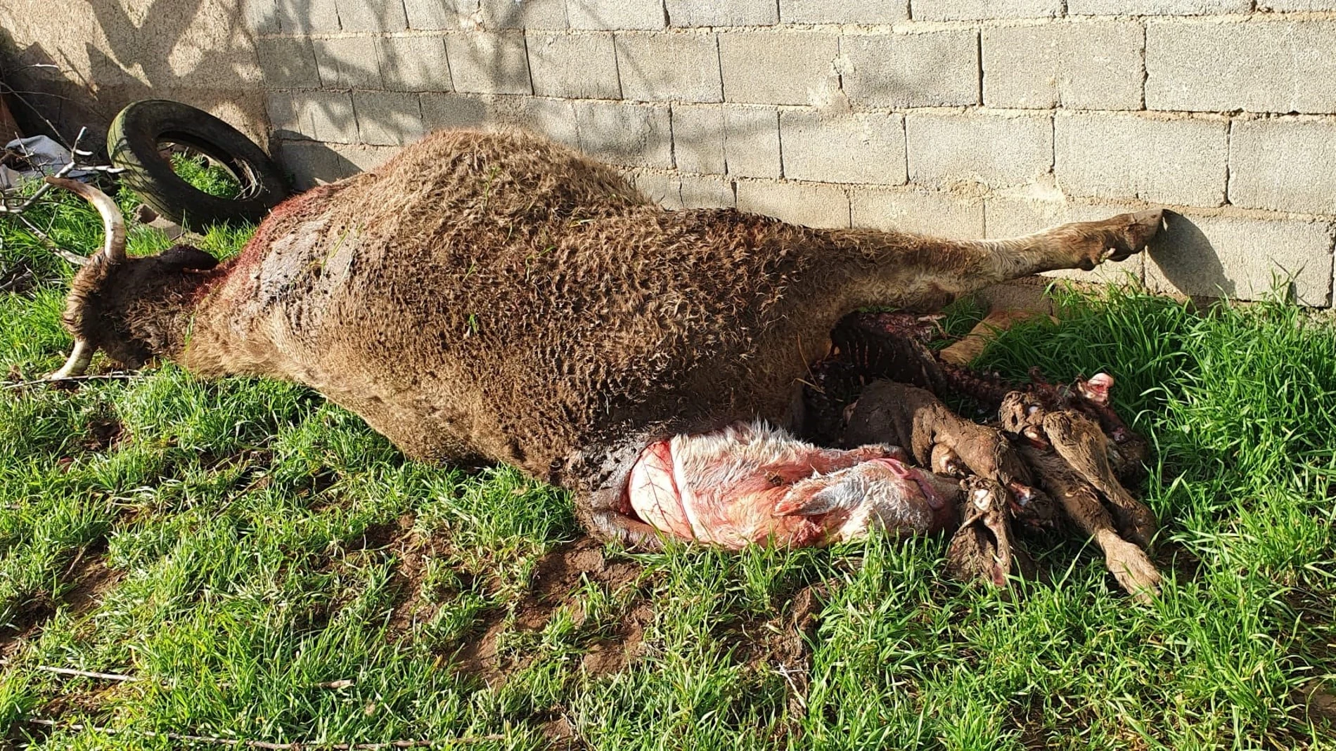 Imagen de archivo de dos becerros y una vaca muerte por un ataque de buitres en Salamanca