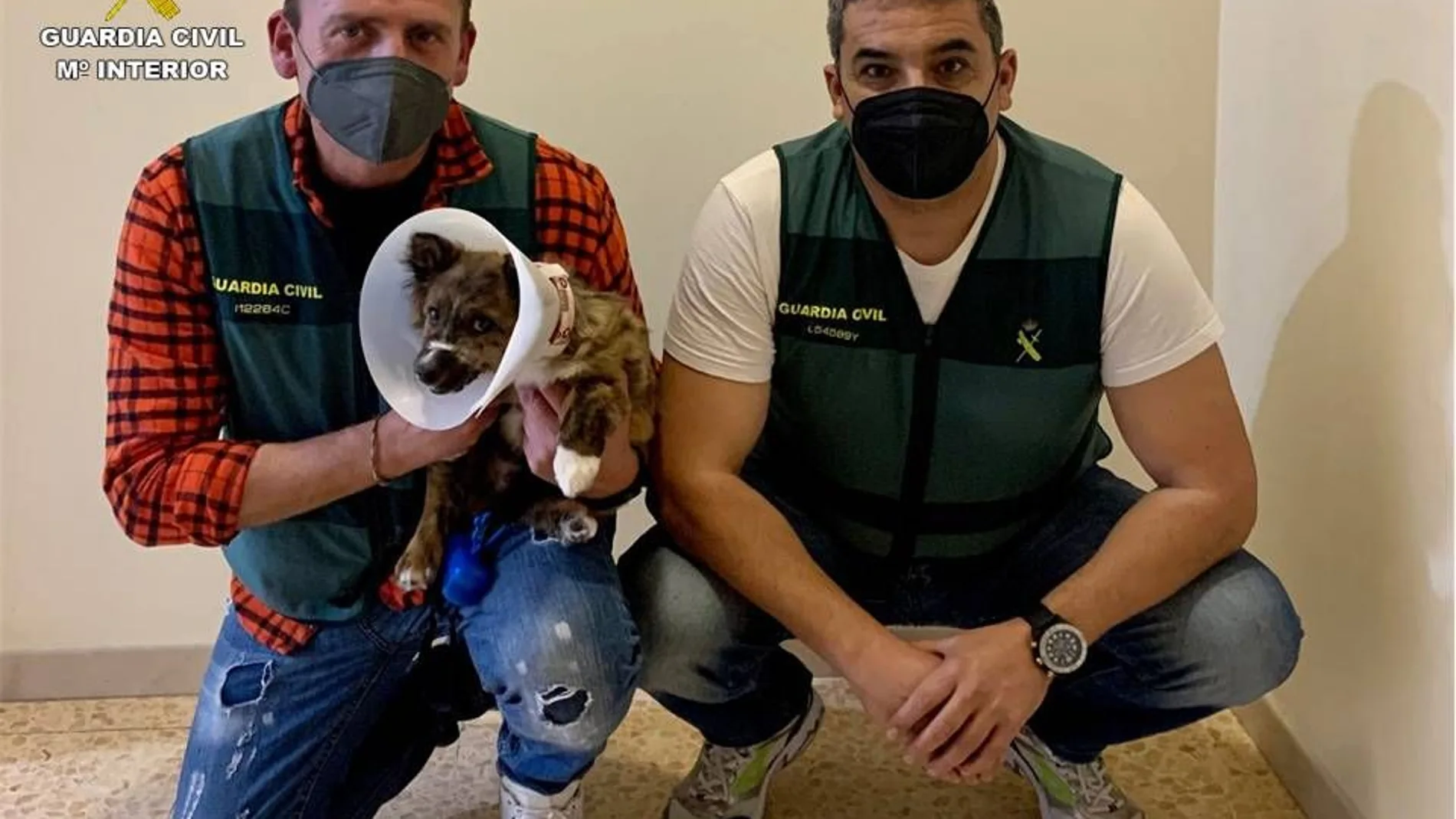 Bruno, como ha sido bautizado por su actual propietaria, continúa en tratamiento veterinario
