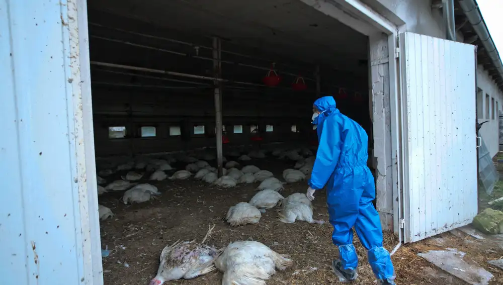 Un sanitario en una granja afectada por la gripe aviar H5N8
