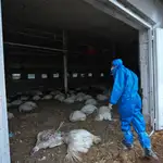  Rusia identifica el primer caso de gripe aviar H5N8 en un ser humano dentro de sus fronteras